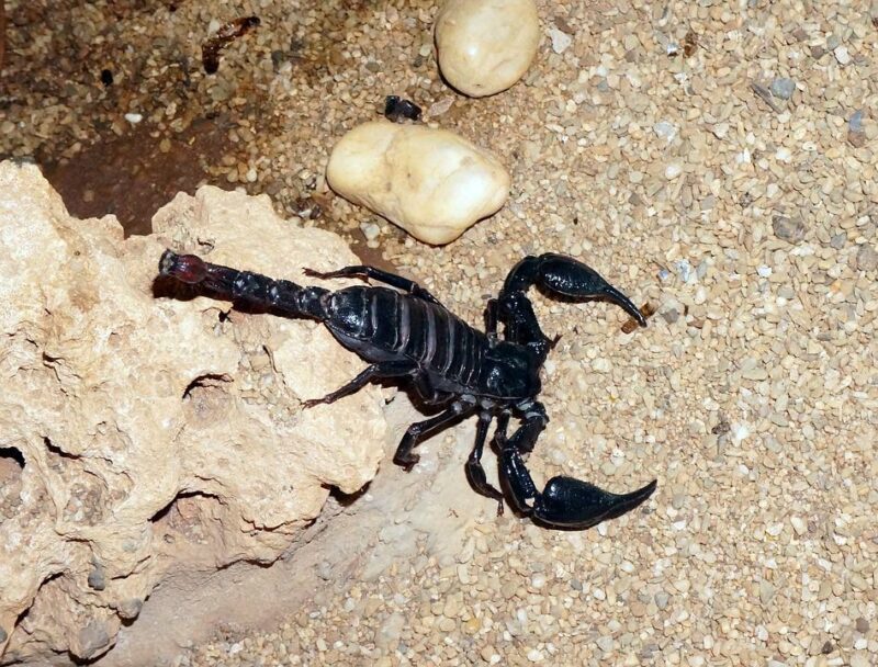 scorpion: top 10 deadliest animals in the world