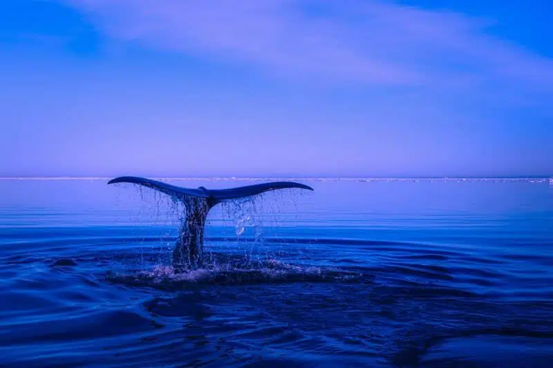 sei whale| Animalsaroundtheglobe