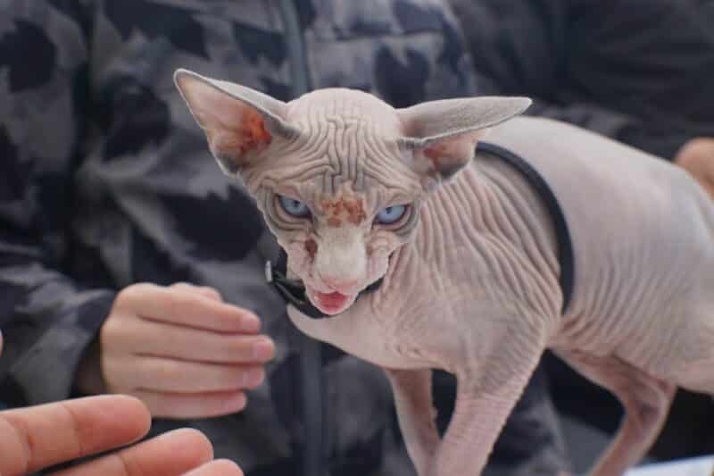 sphynx cat - - top 10 ugly animals