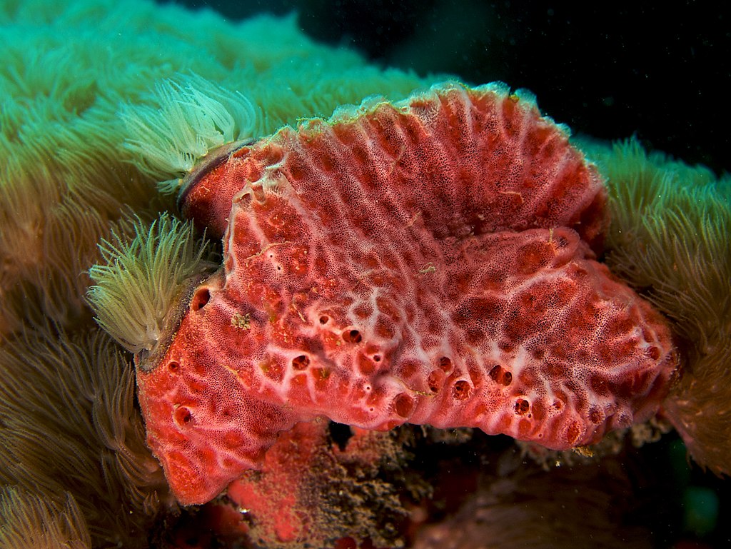 Sponges - top 10 weirdest animals