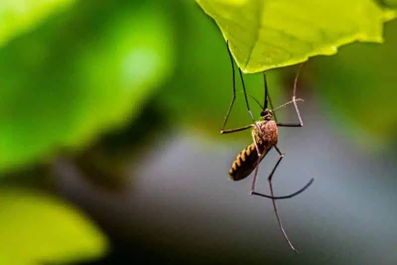 mosquito: top 10 deadliest animals in the world