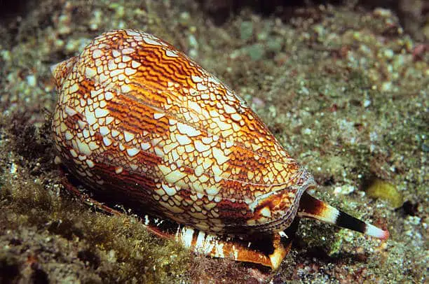 textile cone snail top 10 dangerous water animals