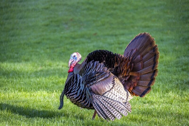 turkey animals in ohio