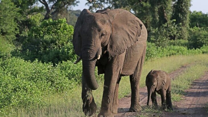 Mother Elephant Helps Baby Stand Up In Touching Moment