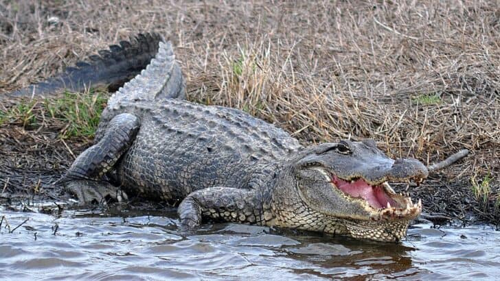 Top 10 States With The Most American Alligator
