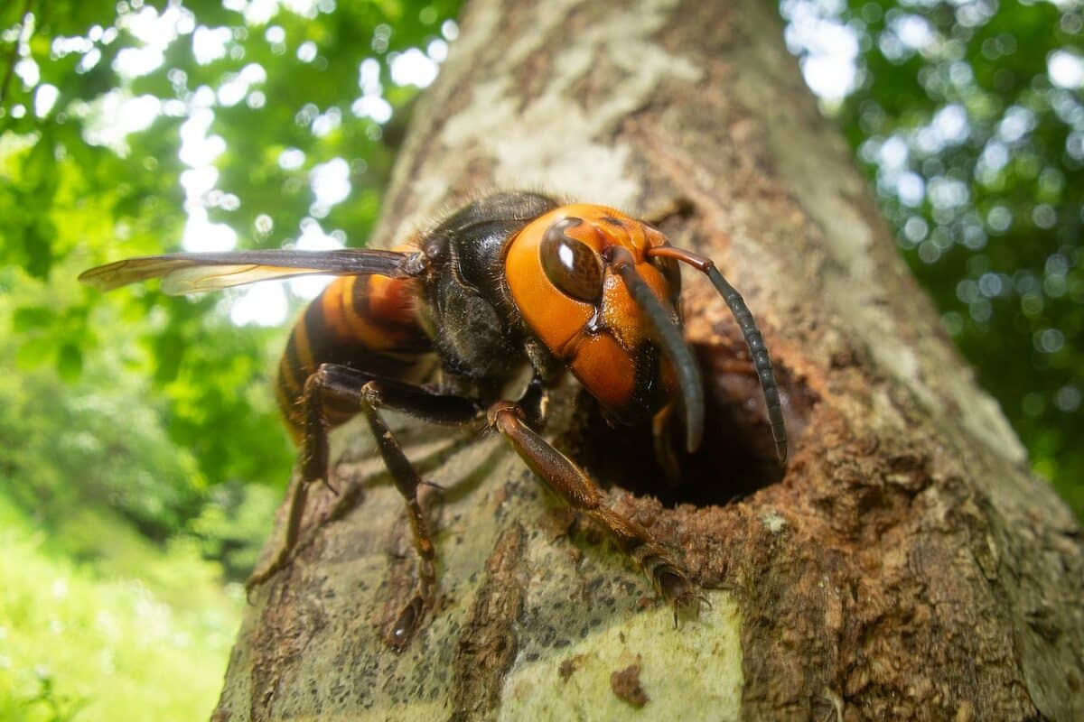 The Most Dangerous Hornets Ever Found In U S Forests