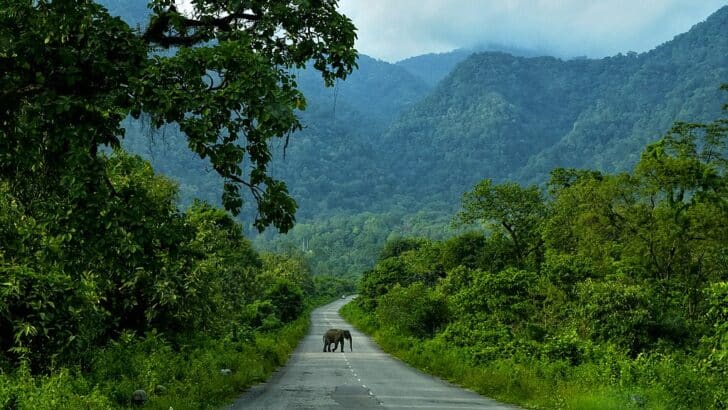 Top 10 Dangerous Animals in Asia