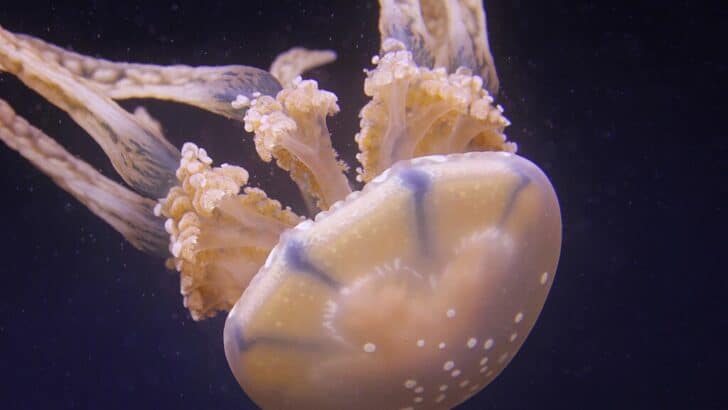 The Biggest Swarm of Jellyfish Ever Recorded