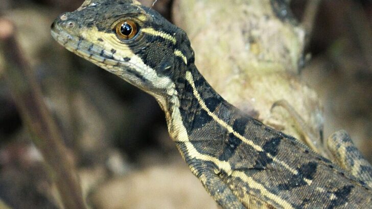 The Myth of the Basilisk: The Rooster-Serpent That Turns You to Stone