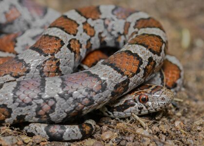 15 Snakes You Might See While Hiking in the U.S.