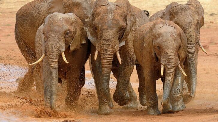 The Remarkable African Elephant