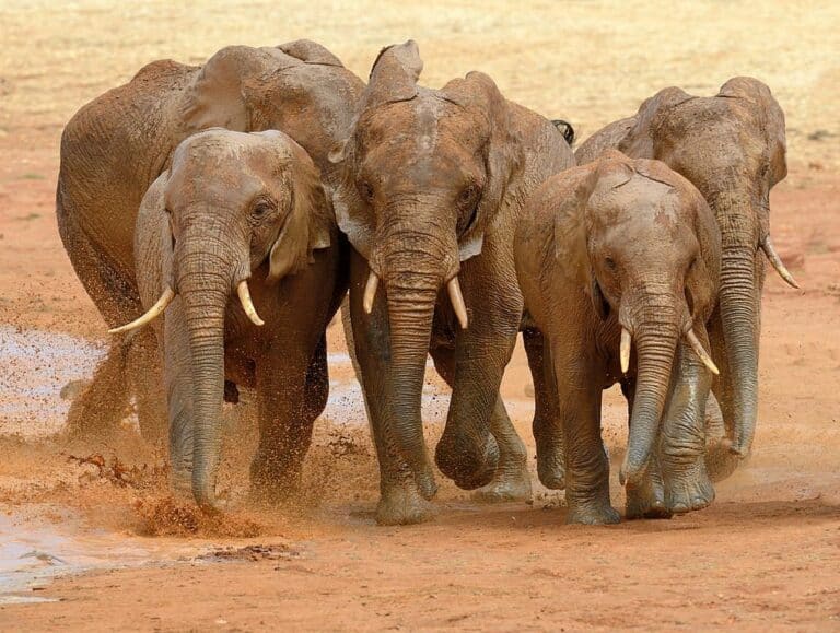 Top 10 der größten Landtiere Tiere rund um den Globus