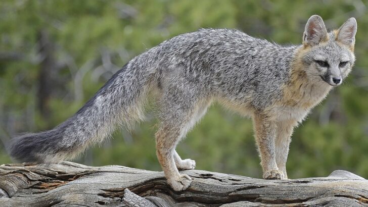 Gray Foxes Can Climb Trees Like Cats