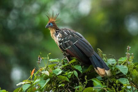 Why the Hoatzin Is Known as the &lsquo;Stinkbird
