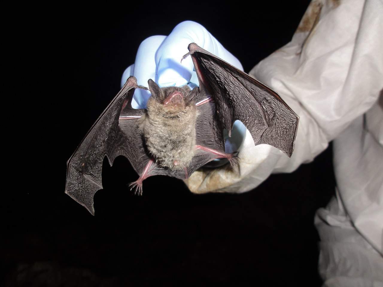 Gray bat