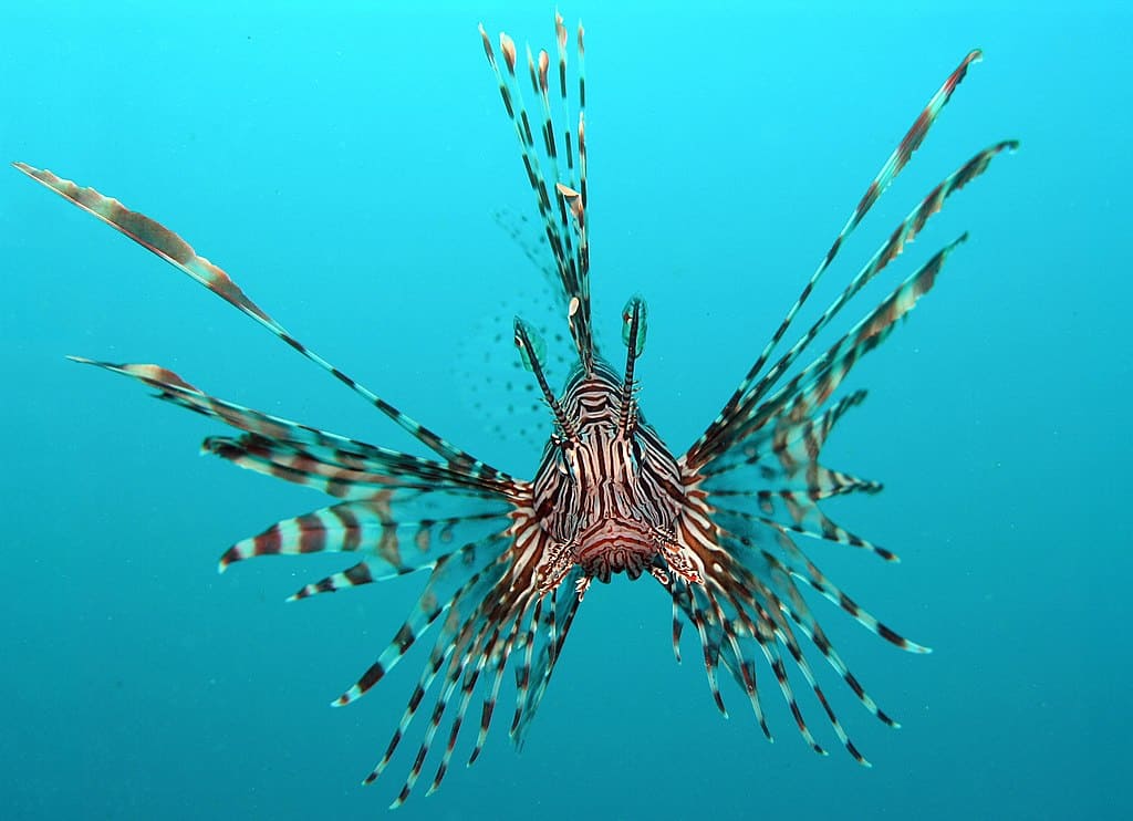 Lion fish 