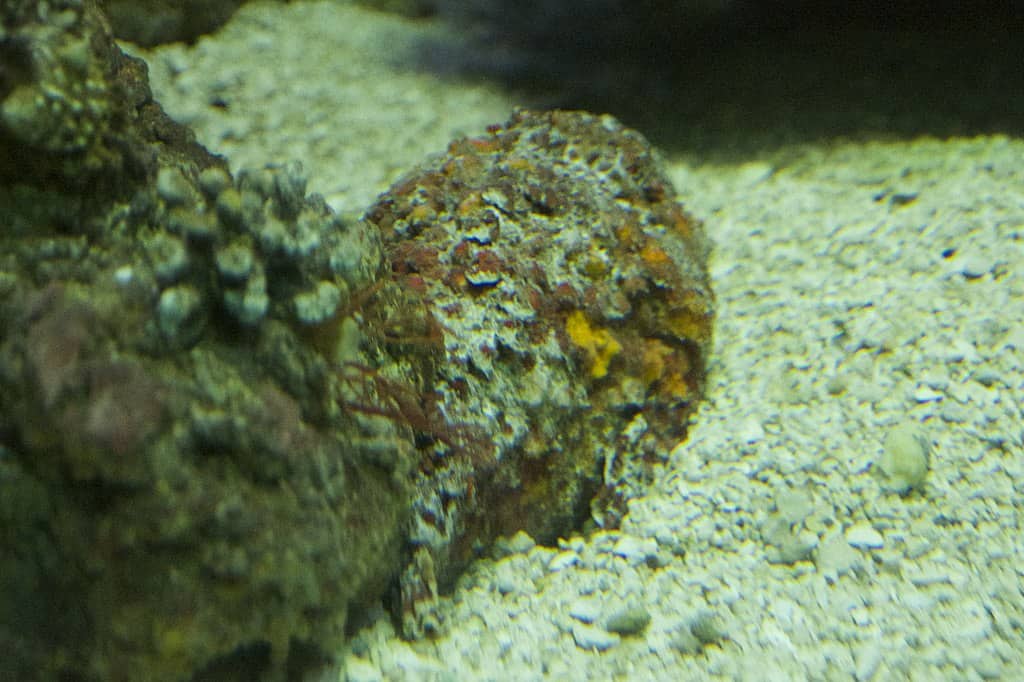 Reef stonefish 