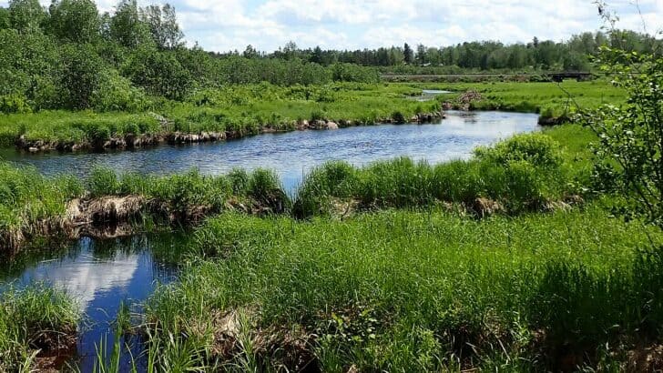 Animals and Wildlife in Manitoba