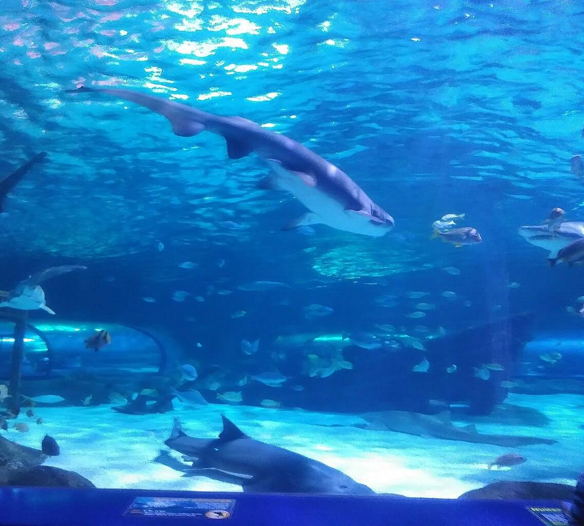 Sharks