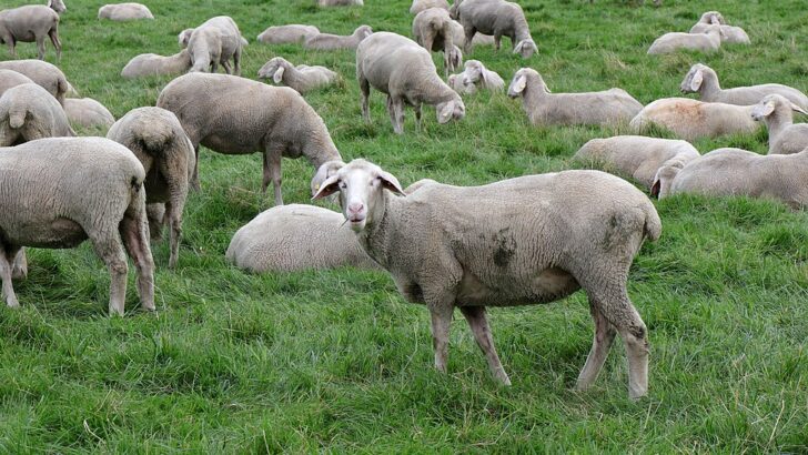 Bird Flu Hits Sheep in England for the First Time