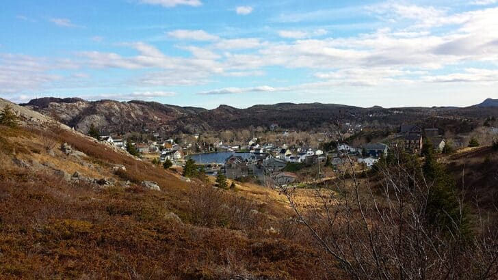 Animals and Wildlife in Newfoundland and Labrador
