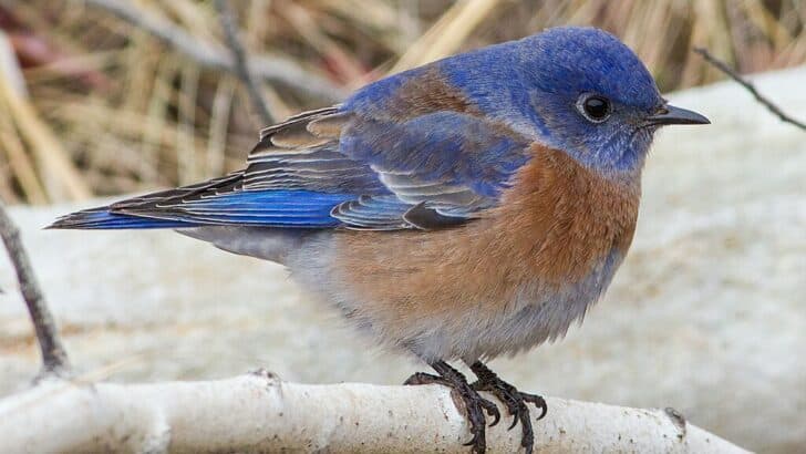 Animals and Wildlife in Delaware