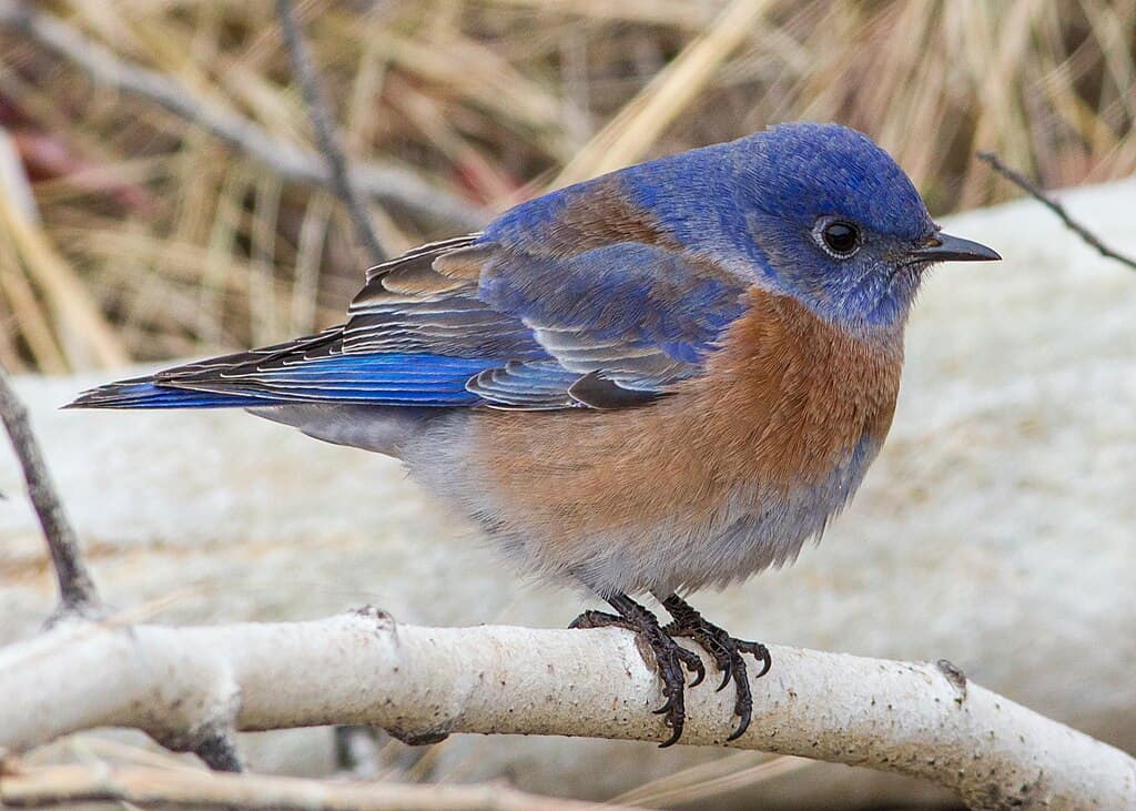 Western blue bird