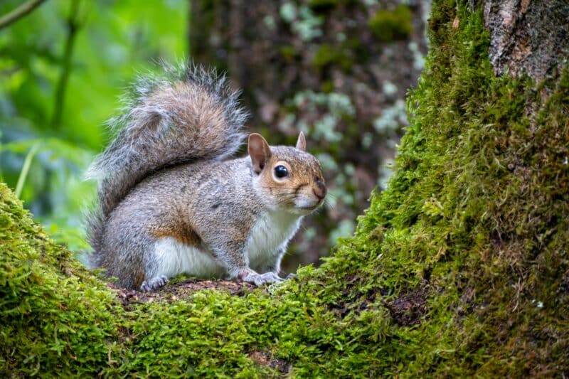 Eastern Grey Squirrel animals in North Carolina