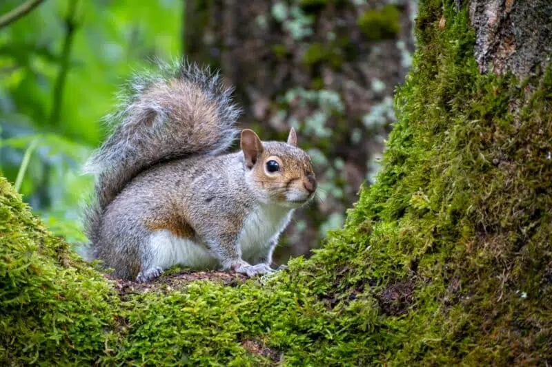 Eastern Grey Squirrel animals in North Carolina