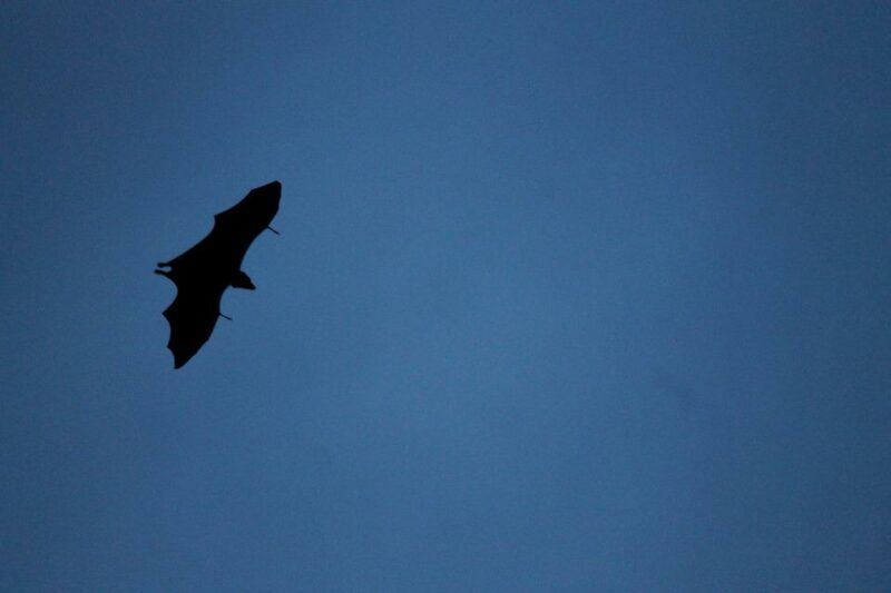 animals in alabama | flying bat