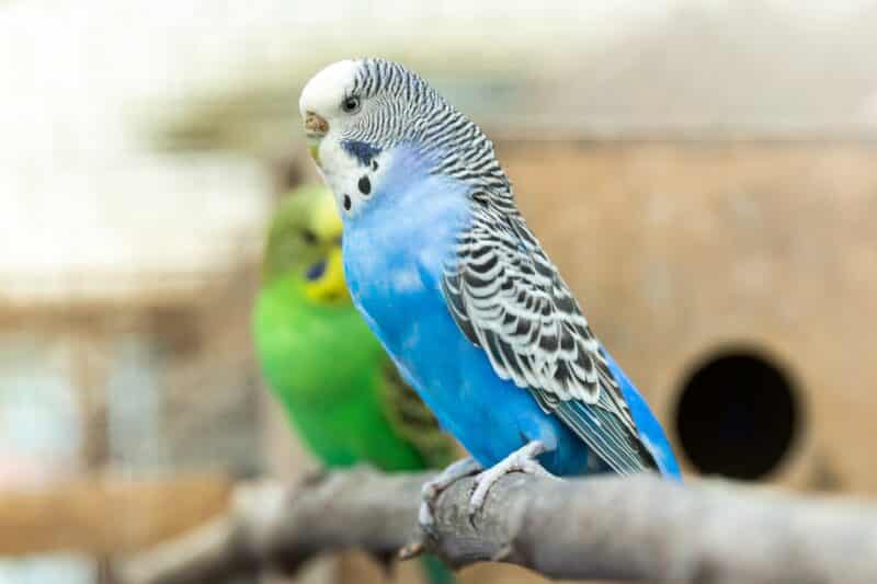 bird top 10 pet animals in india