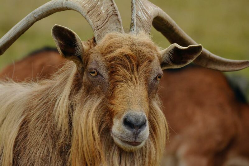 Animals in Montana, mountain goat
