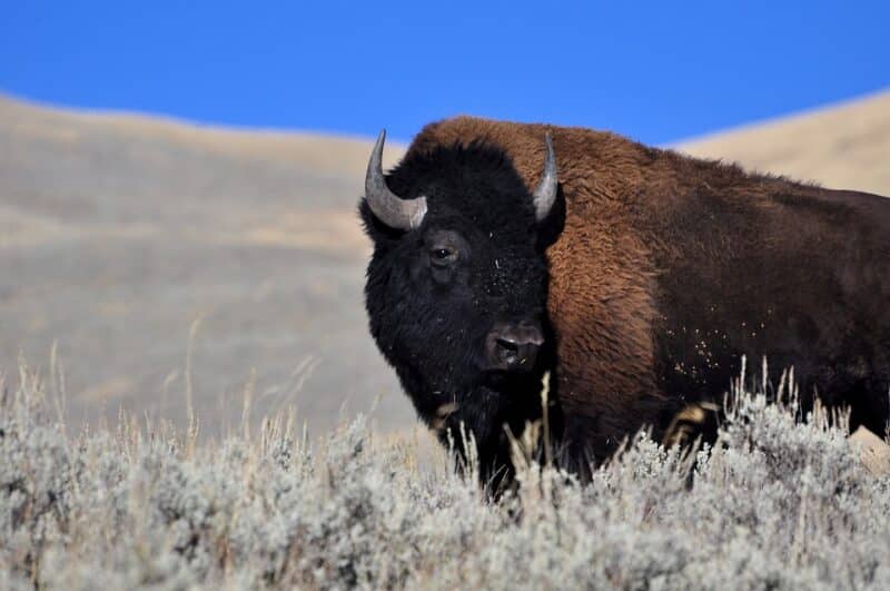 animals in british columbia bison
