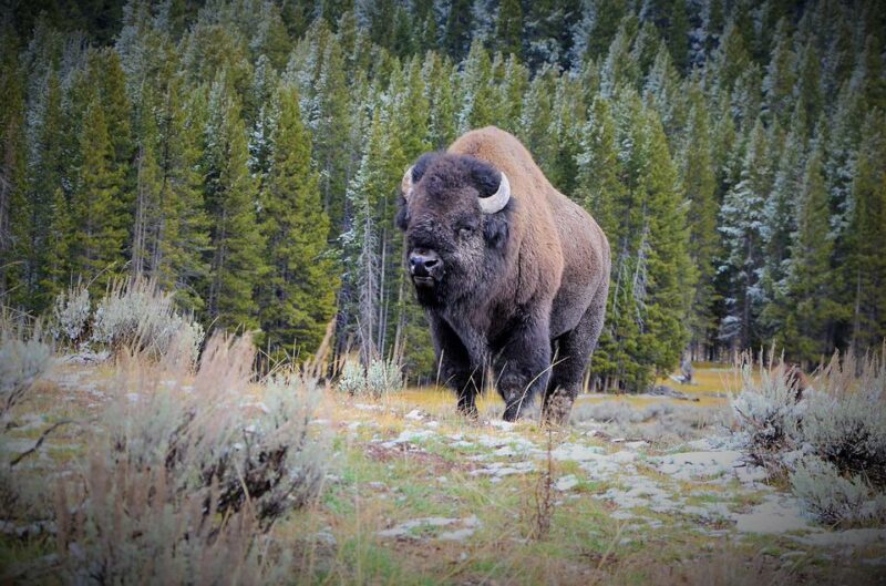 colorado bison, Animals of Colorado