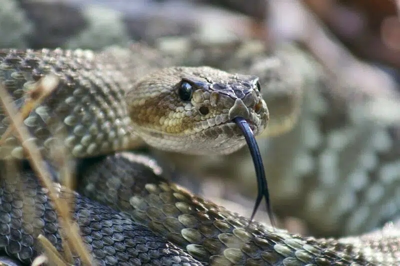 rattlesnake animals in Idaho