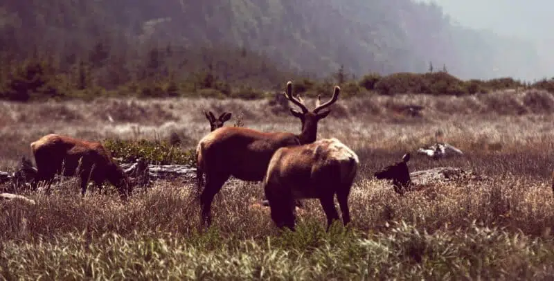 kashmiri Red Stag top 10 most endangered animals in india