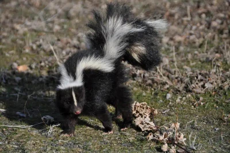 skunk animals in pennsylvania