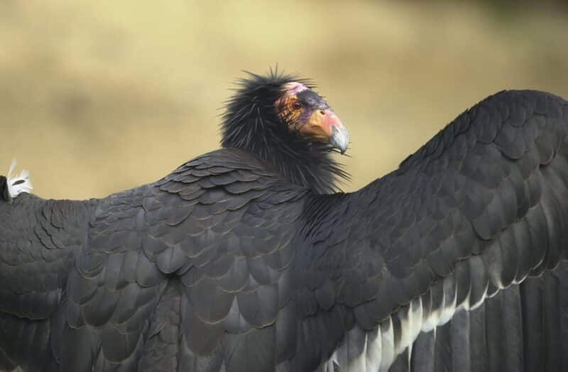 condor animals in california