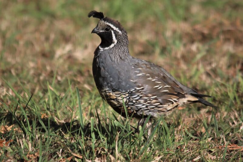quail animals in california