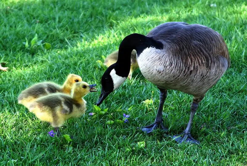animals in british columbia goose
