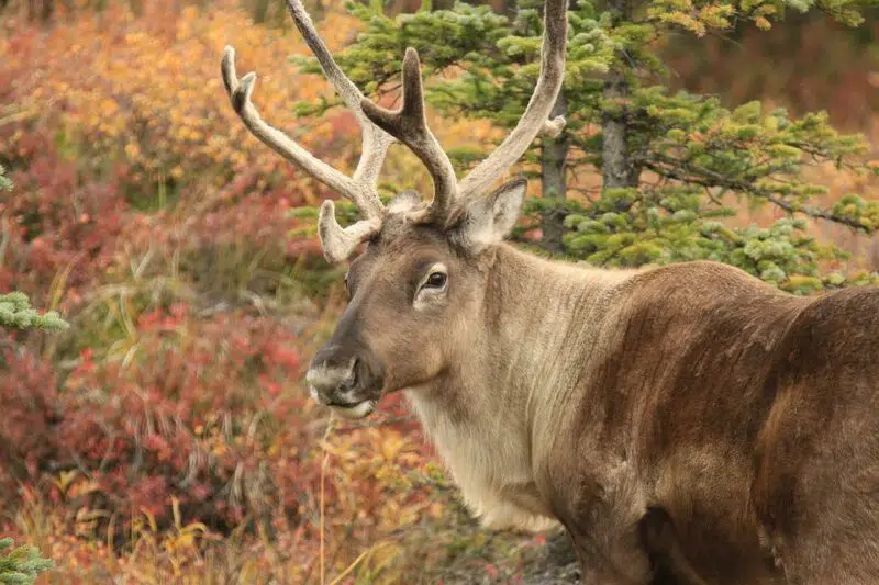 caribou Animals in Alaska