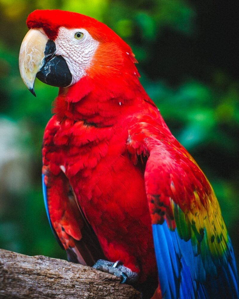 parrot top 10 animals that saved lives