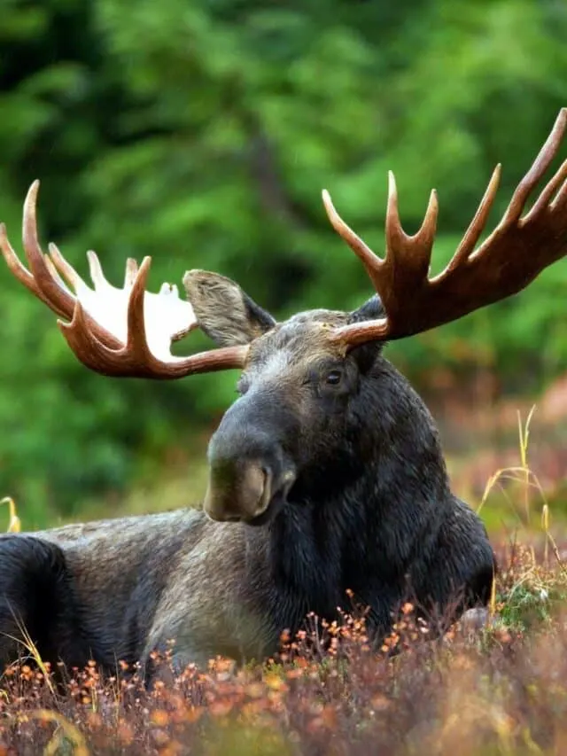 moose animals in newfoundland and labrador