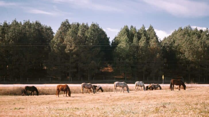 Animals and Wildlife in Georgia