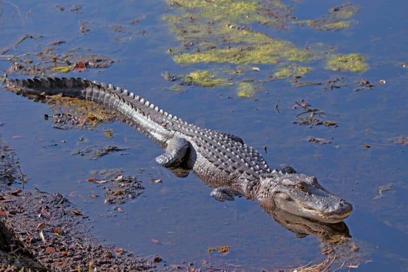alligator: animals in texas