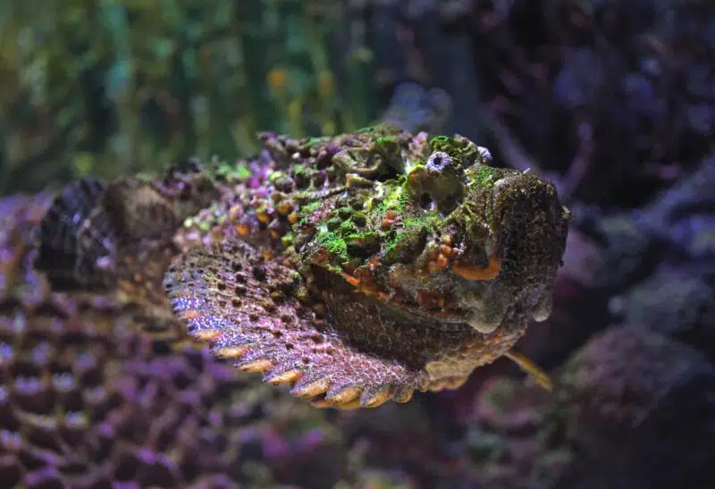 reef stonefish