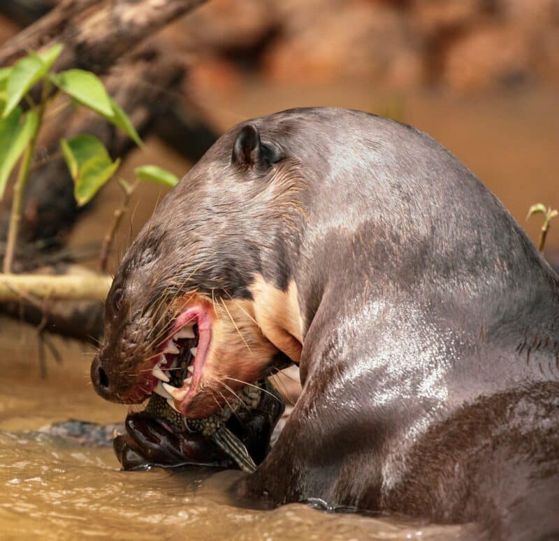 giant otter top 10 endangered animals in the amazon rainforest