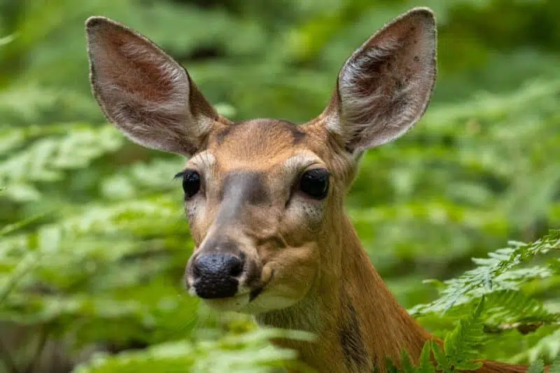 deer in Georgia
