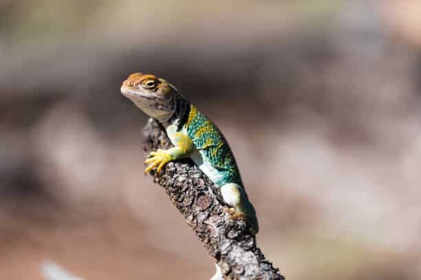 eastern collared lizard animals in oklahoma