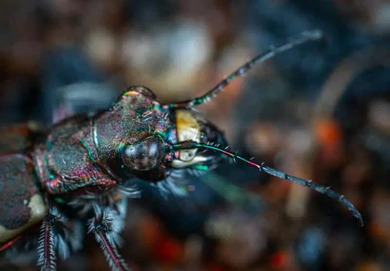 tiger beetle top 10 newly discovered animals